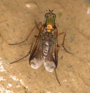 Image of Poecilobothrus nobilitatus (Linnaeus 1767)