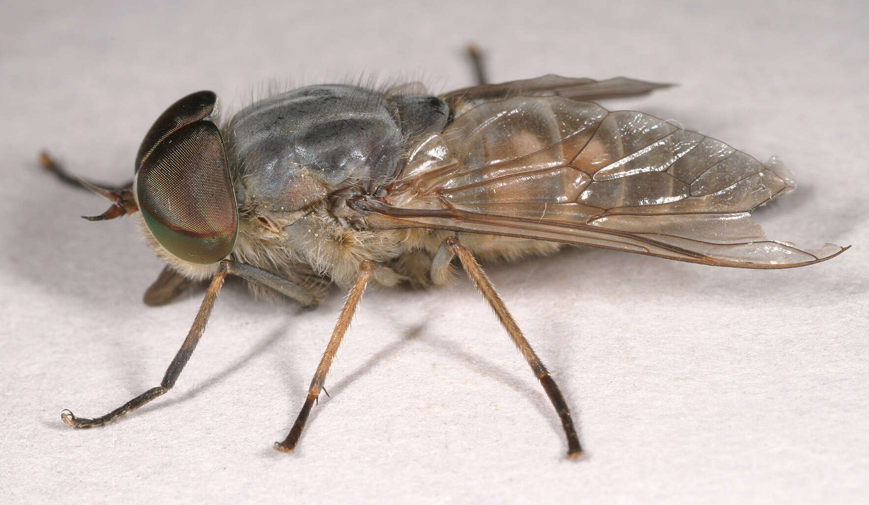 Image of Tabanus bromius Linnaeus 1758