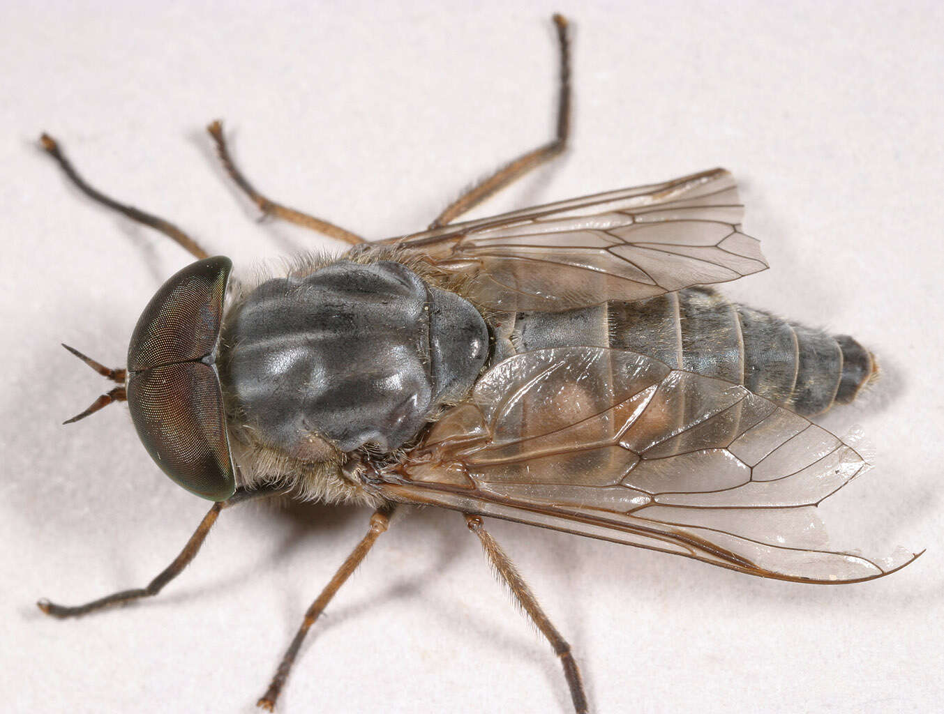 Image of Tabanus bromius Linnaeus 1758