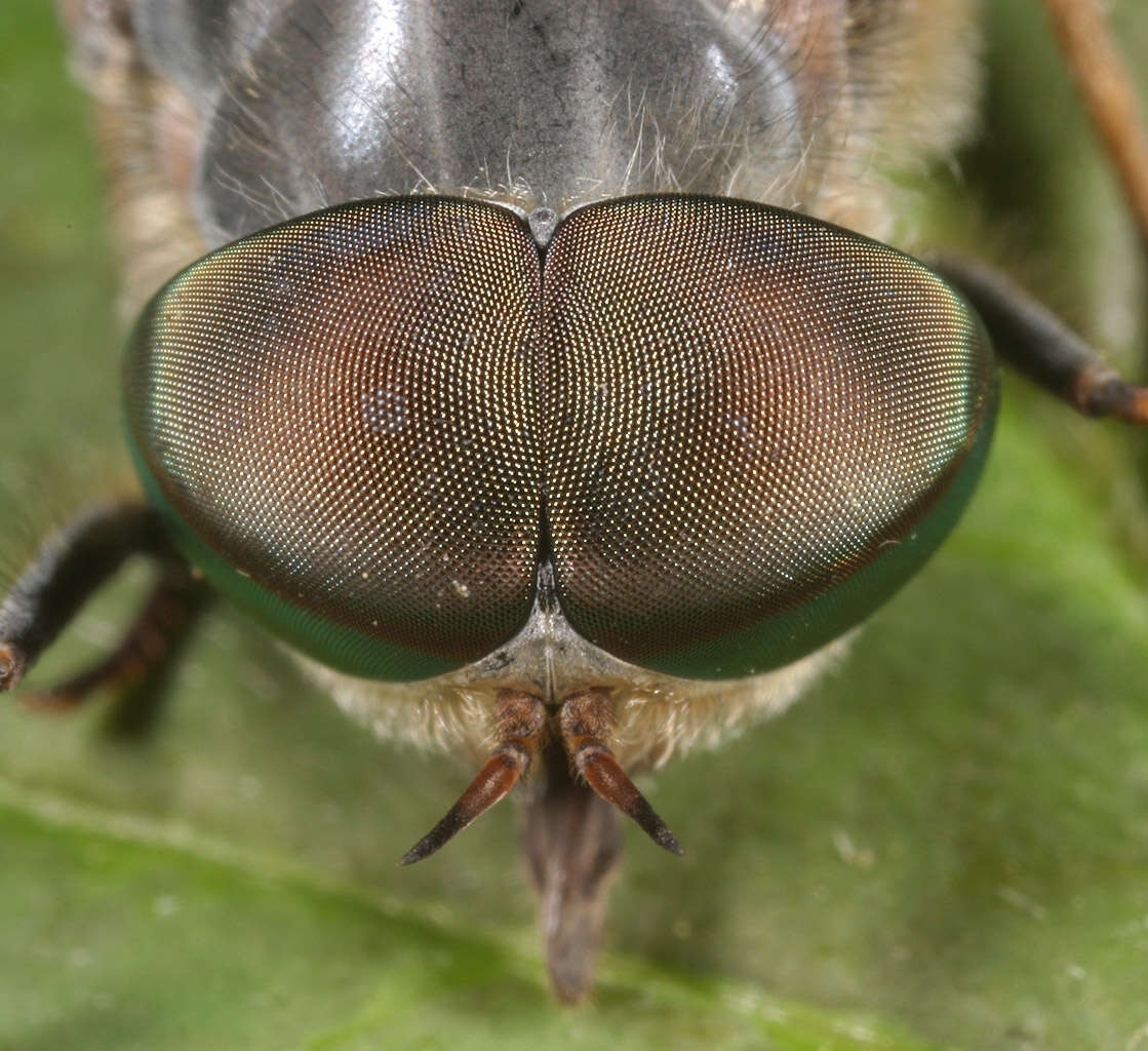 Image of Tabanus bromius Linnaeus 1758