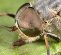 Image of Tabanus bromius Linnaeus 1758