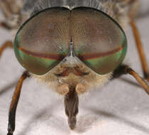 Image of Tabanus bromius Linnaeus 1758