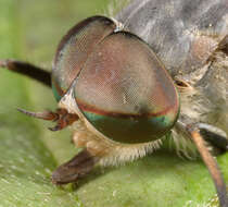 Image of Tabanus bromius Linnaeus 1758