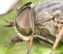 Image of Tabanus bromius Linnaeus 1758