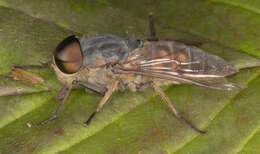 Image of Tabanus bromius Linnaeus 1758