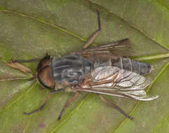 Image of Tabanus bromius Linnaeus 1758