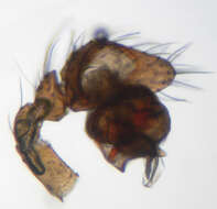 Image of Porrhomma pygmaeum (Blackwall 1834)