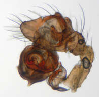 Image of Porrhomma pygmaeum (Blackwall 1834)