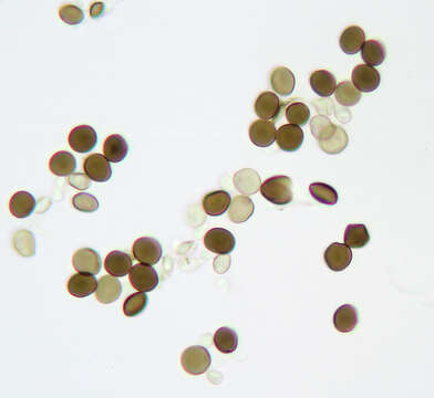 Image of Arthrinium phaeospermum (Corda) M. B. Ellis 1965