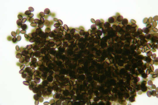 Image of Arthrinium phaeospermum (Corda) M. B. Ellis 1965