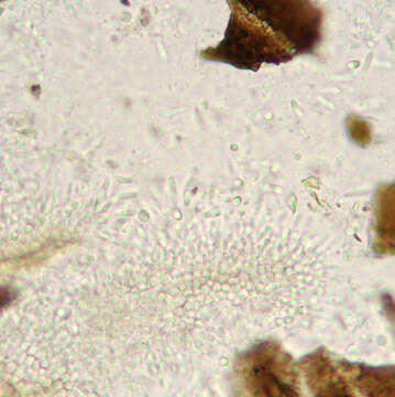 Image of Leptostroma