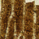 Image of Leptostroma