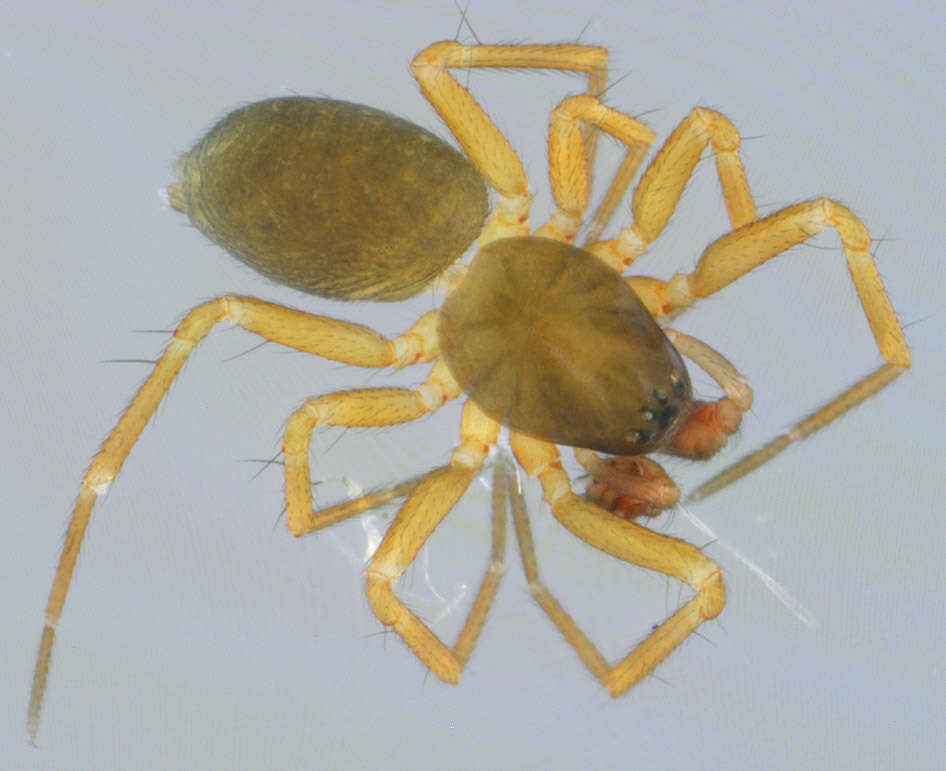 Image of Porrhomma pygmaeum (Blackwall 1834)