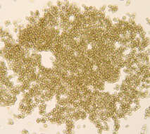Image of Microsphaeropsis