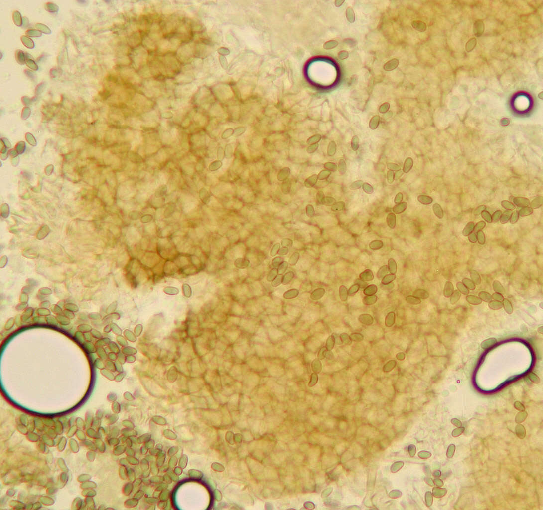 Image of Microsphaeropsis