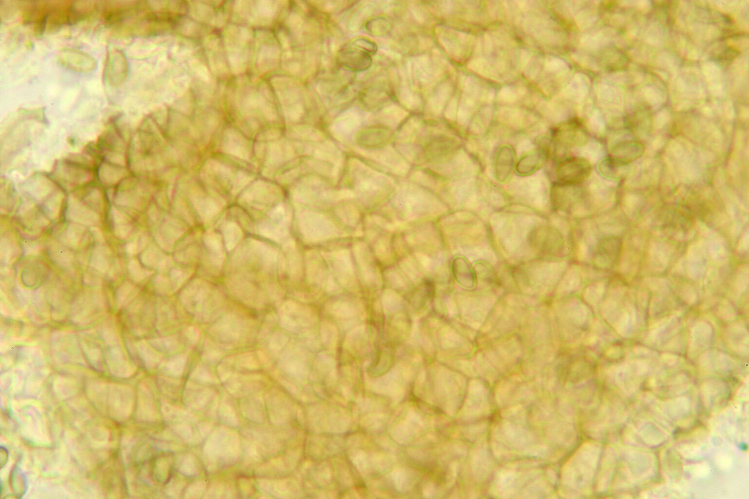 Imagem de Microsphaeropsis