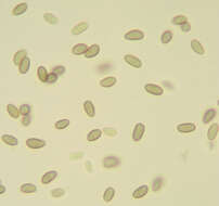 Imagem de Microsphaeropsis