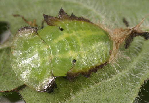 Image of Cassida (Odontionycha) viridis Linnaeus 1758