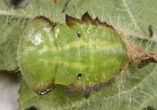 Image of Cassida (Odontionycha) viridis Linnaeus 1758