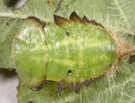 Image of Cassida (Odontionycha) viridis Linnaeus 1758