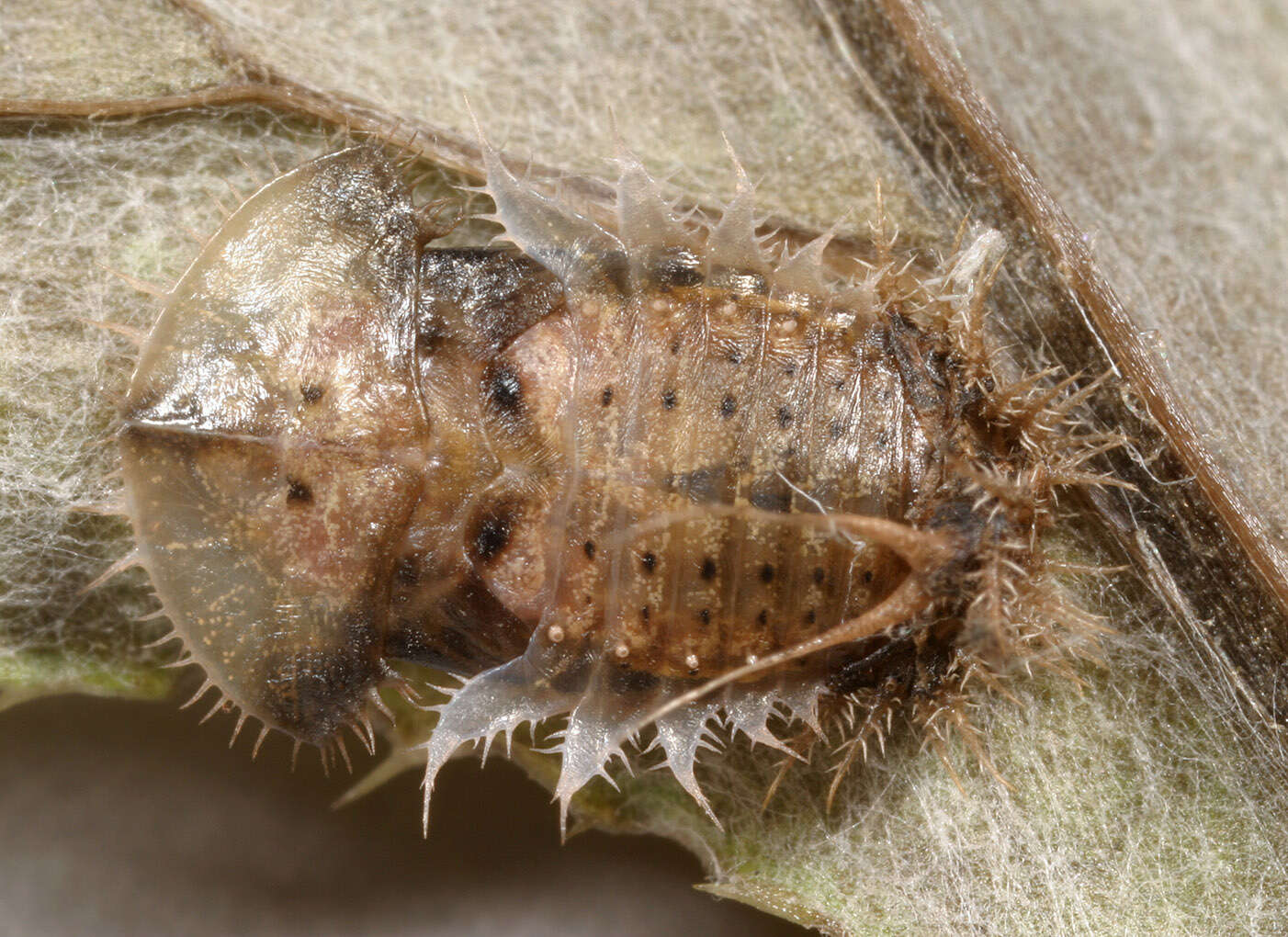 Image of thistle tortoise beetle