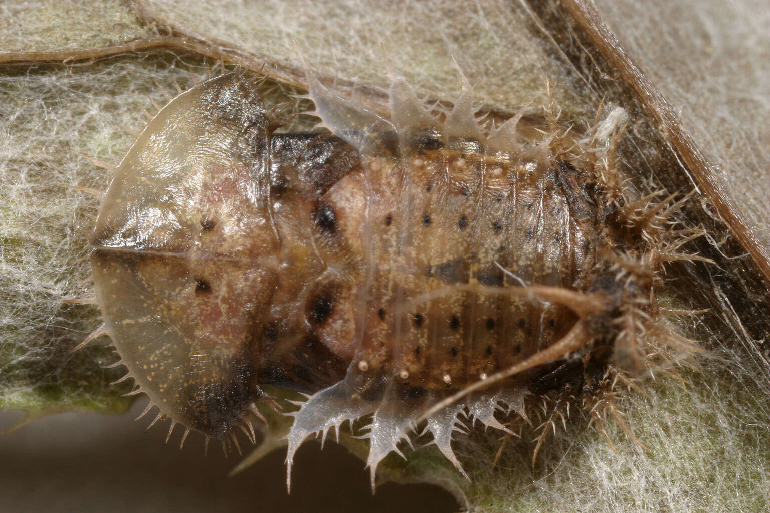 Image of thistle tortoise beetle