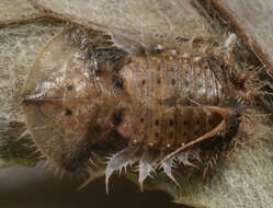 Image of thistle tortoise beetle