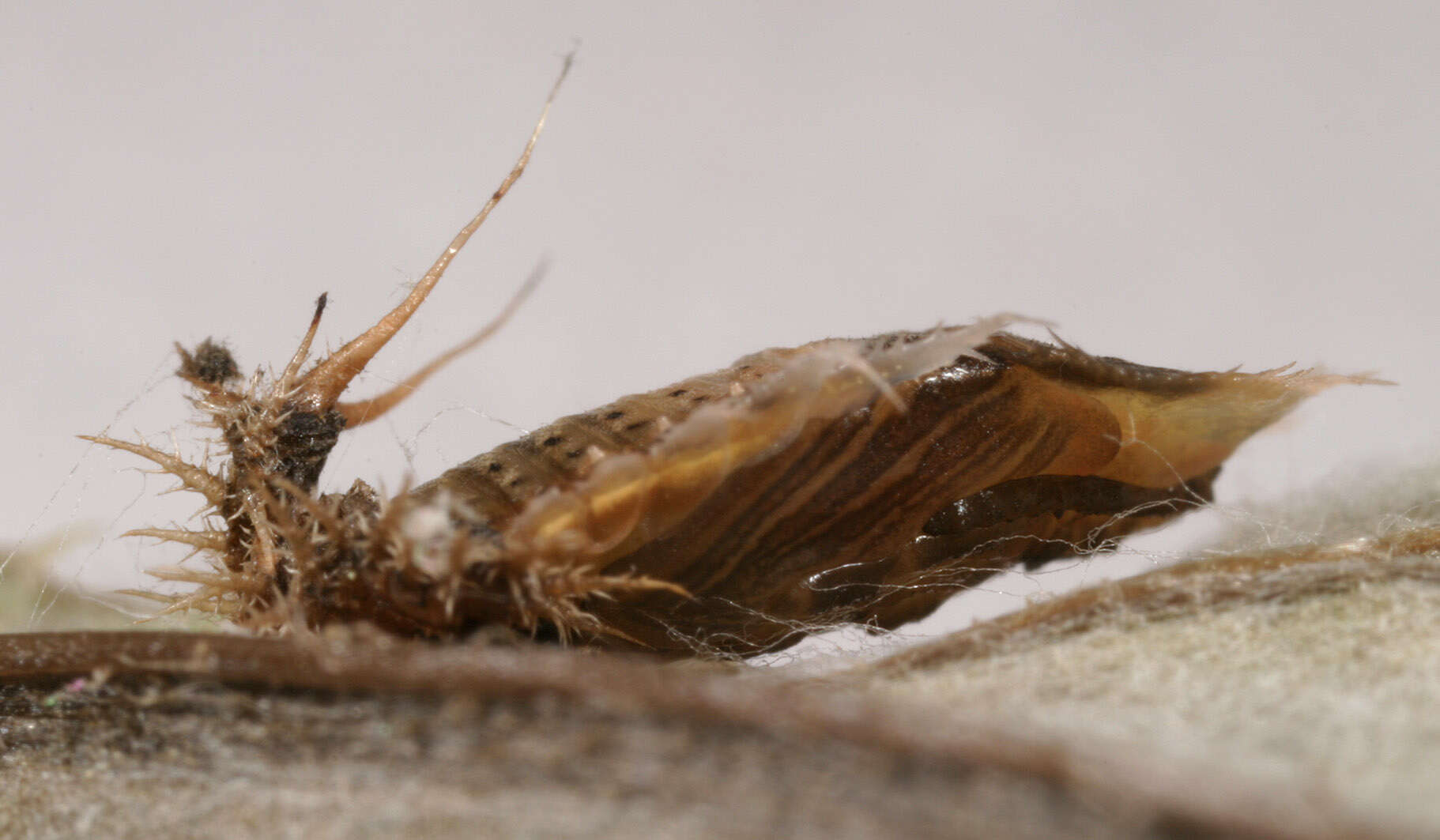 Image of thistle tortoise beetle