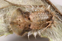 Image of thistle tortoise beetle