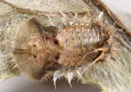 Image of thistle tortoise beetle