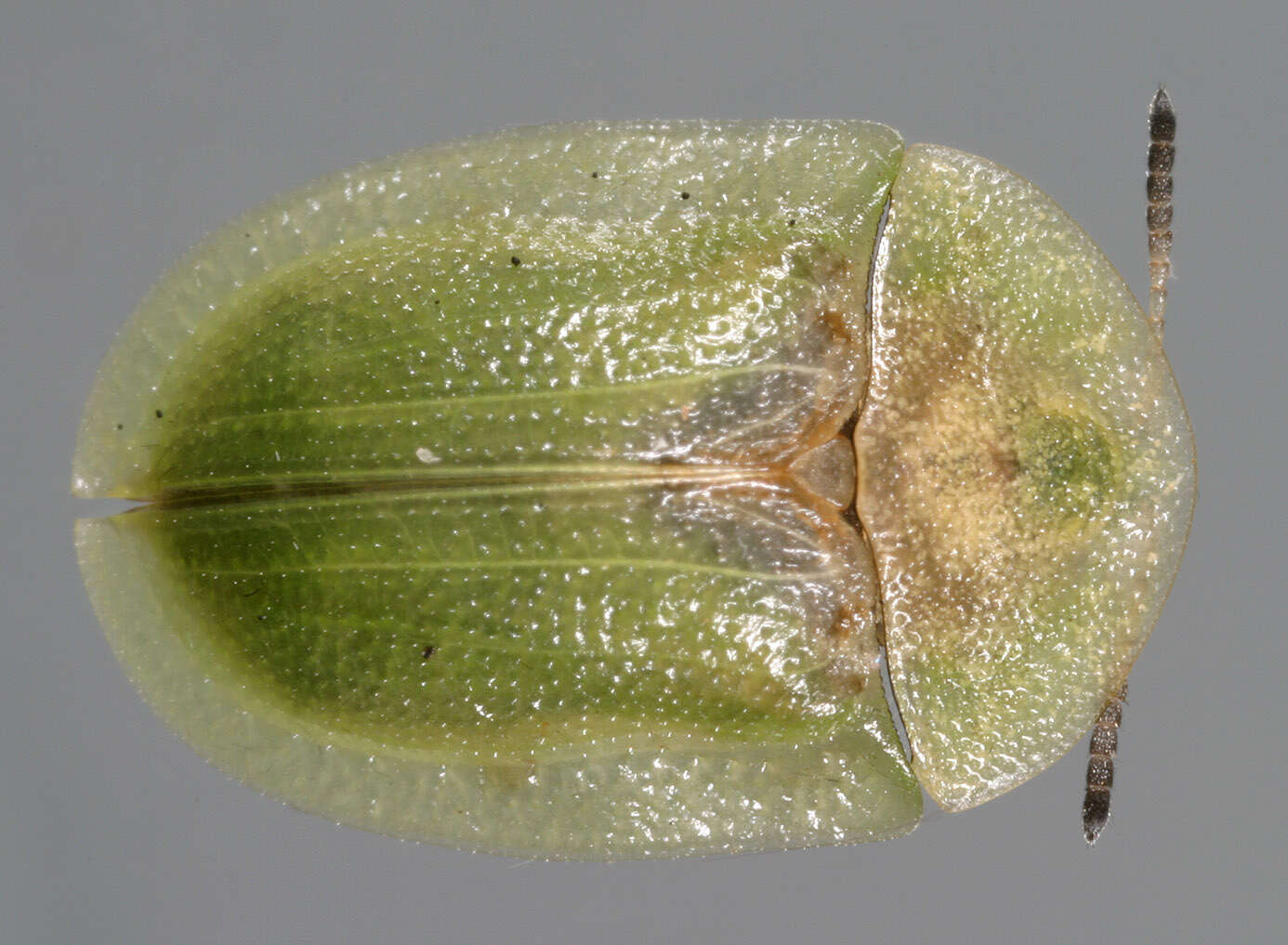 Image of thistle tortoise beetle