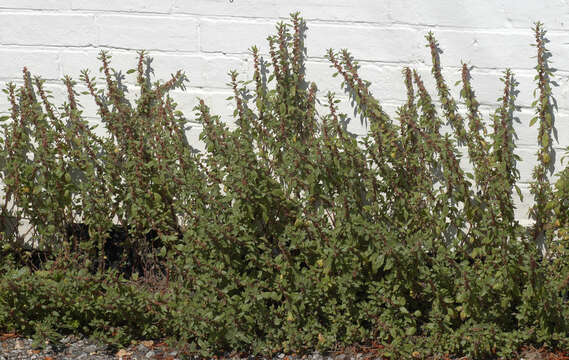 Image of pellitory-of-the-wall