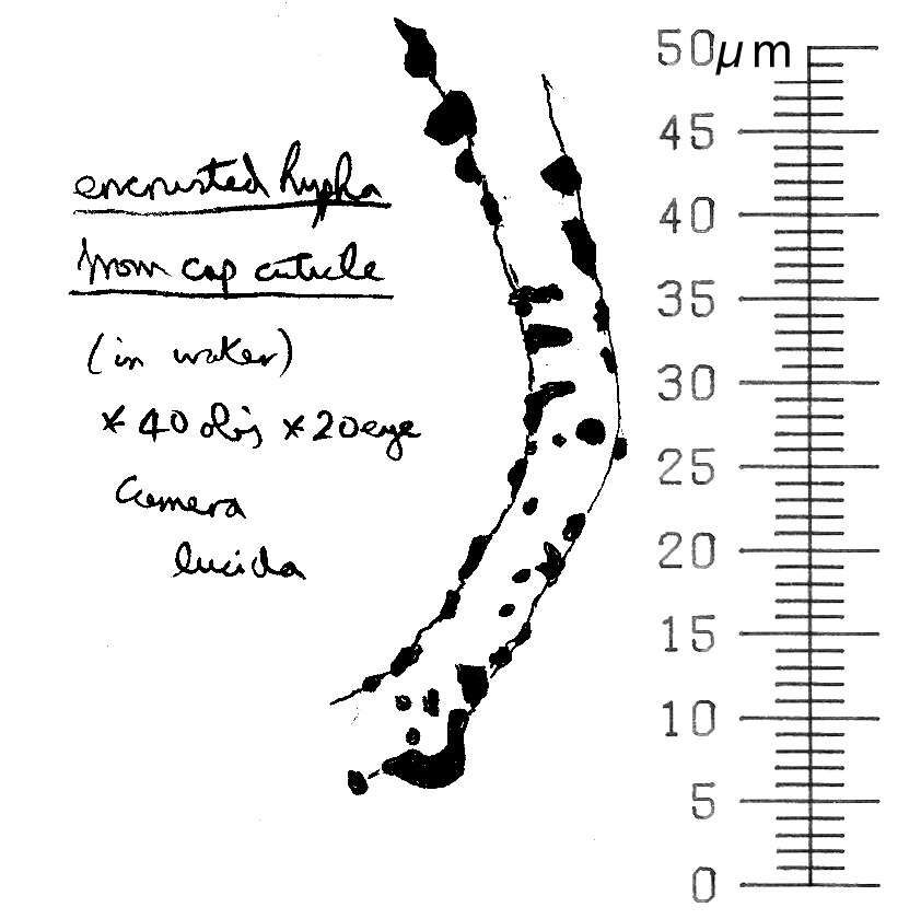 Image of Orange Grisette