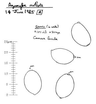 Image of Agrocybe molesta (Lasch) Singer 1978