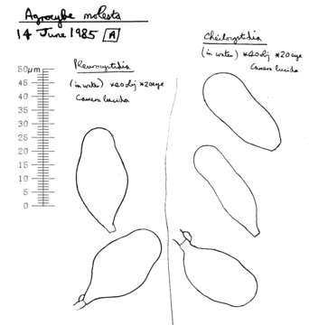 Image of Agrocybe molesta (Lasch) Singer 1978