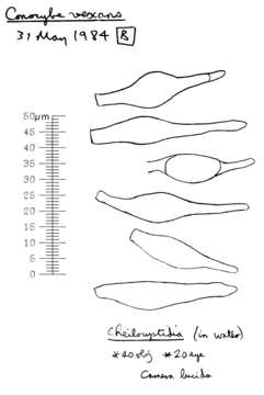 Image of Conocybe vexans P. D. Orton 1960