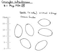 Conocybe subpubescens P. D. Orton 1960的圖片