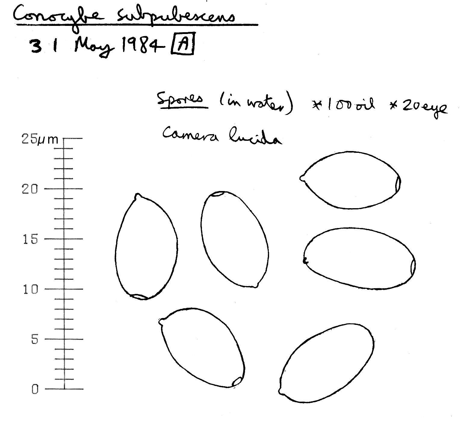 Image of Conocybe subpubescens P. D. Orton 1960