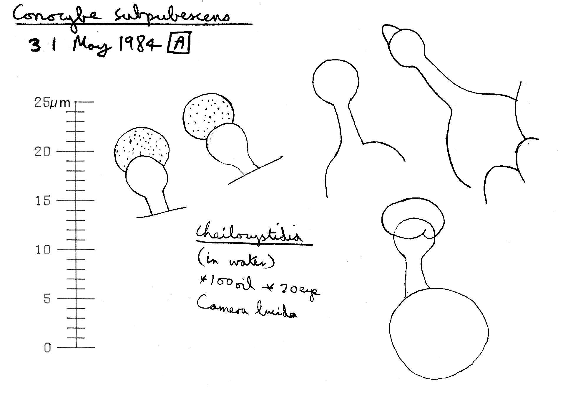 Image of Conocybe subpubescens P. D. Orton 1960