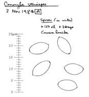 Plancia ëd Conocybe striipes (Cooke) S. Lundell 1953