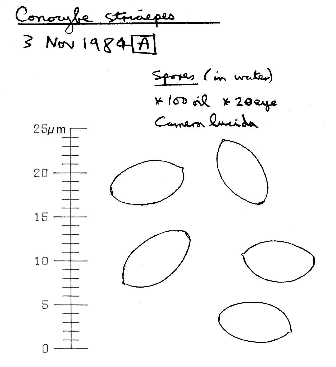 Plancia ëd Conocybe striipes (Cooke) S. Lundell 1953