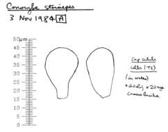 Plancia ëd Conocybe striipes (Cooke) S. Lundell 1953