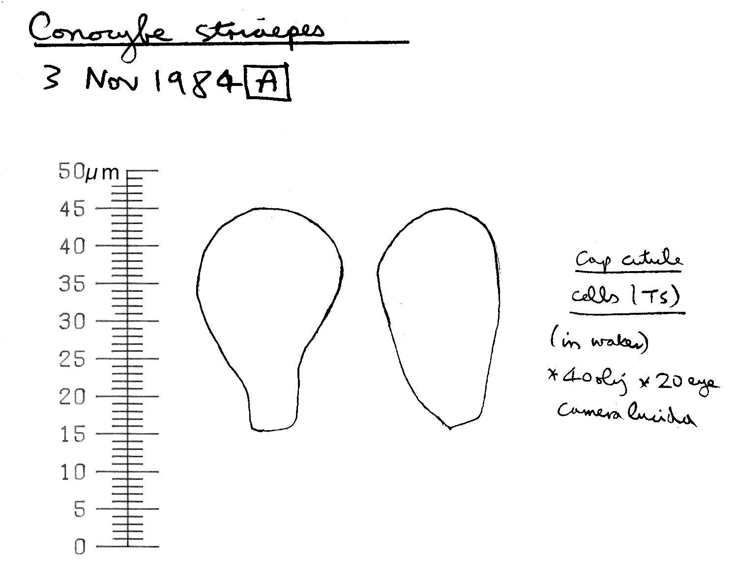 Plancia ëd Conocybe striipes (Cooke) S. Lundell 1953