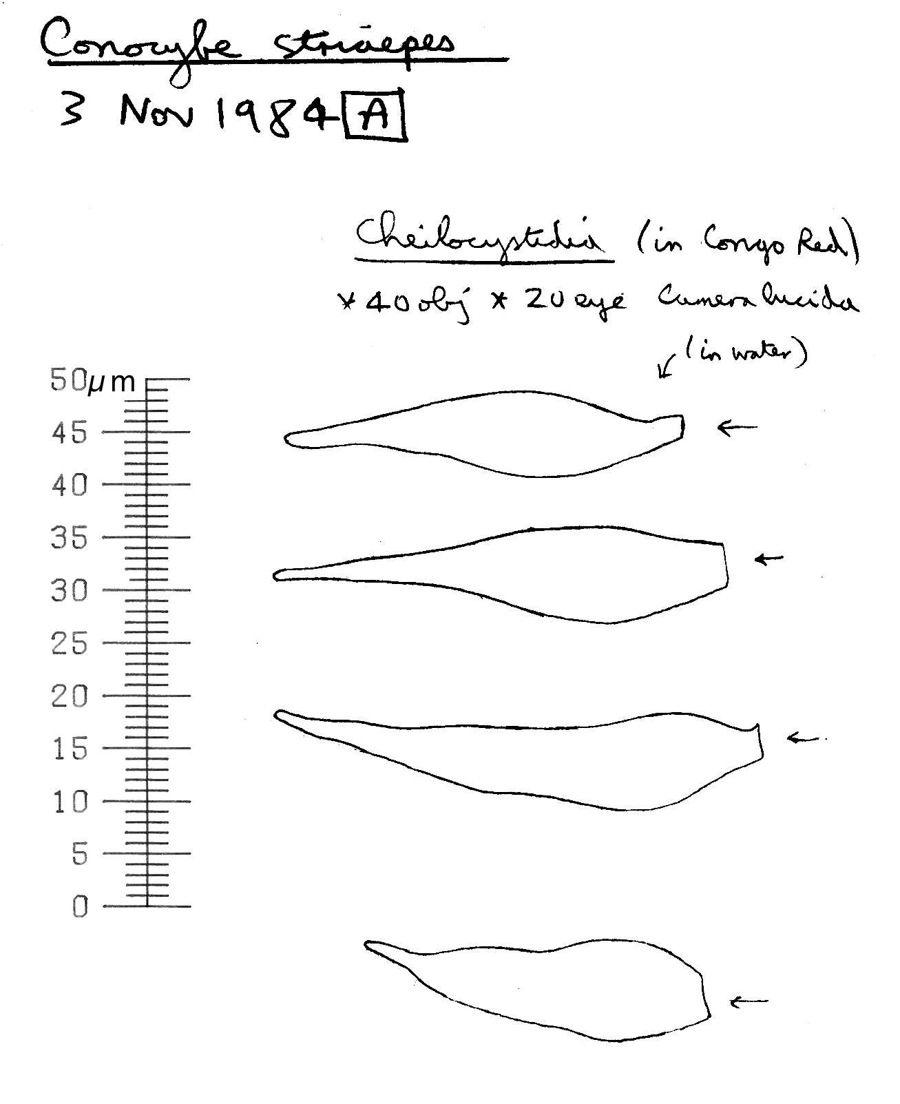 Plancia ëd Conocybe striipes (Cooke) S. Lundell 1953