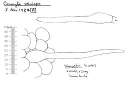 Plancia ëd Conocybe striipes (Cooke) S. Lundell 1953