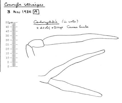 Image of Conocybe striipes (Cooke) S. Lundell 1953