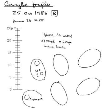 Image of Conocybe incarnata (Jul. Schäff.) Hauskn. & Arnolds 2003