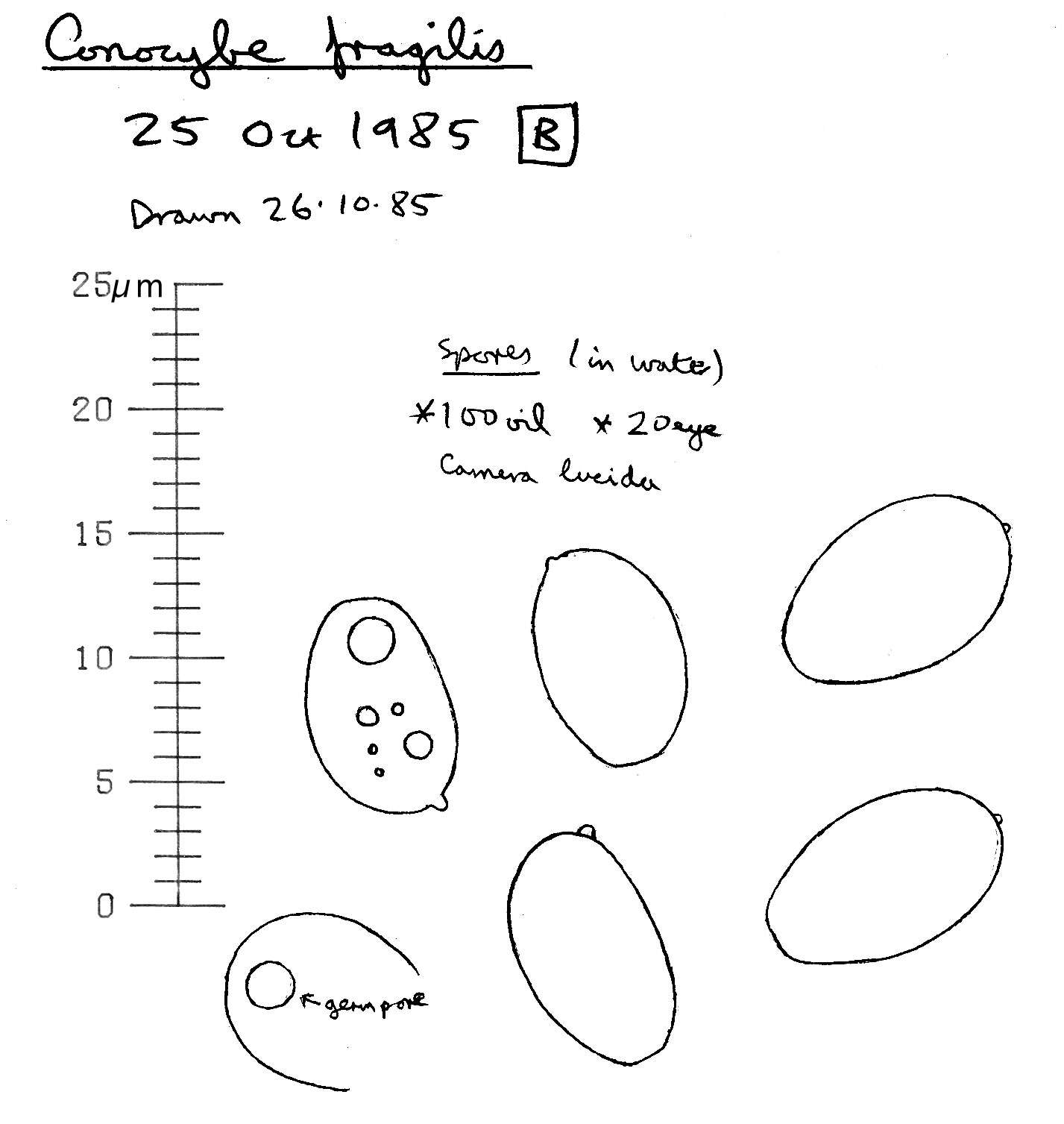 Image of Conocybe incarnata (Jul. Schäff.) Hauskn. & Arnolds 2003