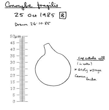 Image of Conocybe incarnata (Jul. Schäff.) Hauskn. & Arnolds 2003