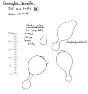 Image of Conocybe incarnata (Jul. Schäff.) Hauskn. & Arnolds 2003